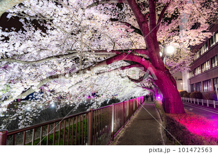 《東京都》三沢川桜並木・夜桜ライトアップ 101472563
