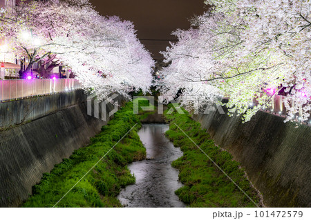 《東京都》三沢川桜並木・夜桜ライトアップ 101472579