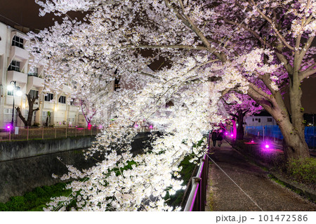 《東京都》三沢川桜並木・夜桜ライトアップ 101472586