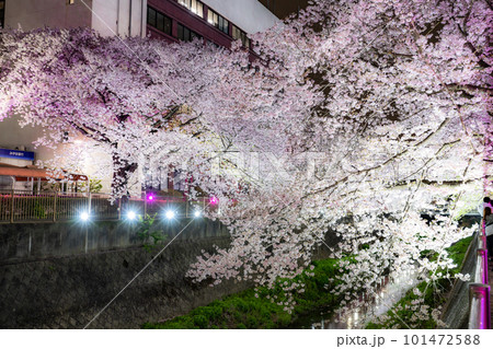 《東京都》三沢川桜並木・夜桜ライトアップ 101472588