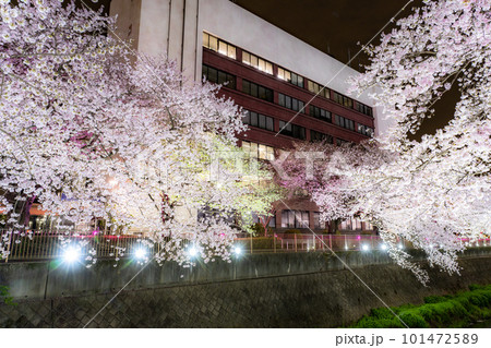 《東京都》三沢川桜並木・夜桜ライトアップ 101472589