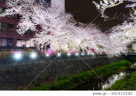 《東京都》三沢川桜並木・夜桜ライトアップ 101472592