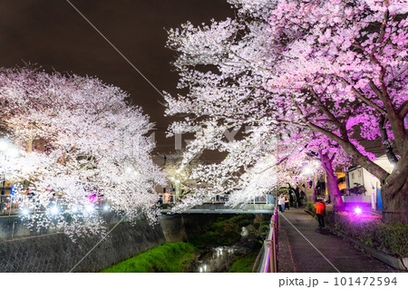 《東京都》三沢川桜並木・夜桜ライトアップ 101472594