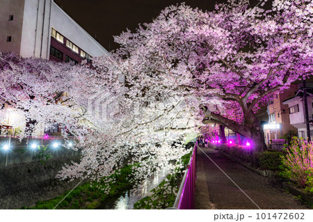 《東京都》三沢川桜並木・夜桜ライトアップ 101472602