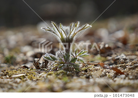 Pasqueflower Pasqueflower 101473048