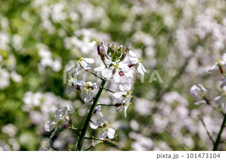 世界最大の大根と言われる桜島大根の花 101473104