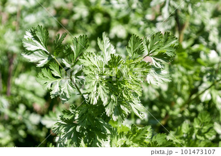 セリ科コエンドロ属で香辛料と知られるパクチー地上部の写真素材