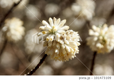 樹皮は和紙の原料になるミツマタの開花が近い画像 101473109