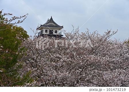 お城と桜 大分県 中津城 お城と桜 大分県 中津城 101473219