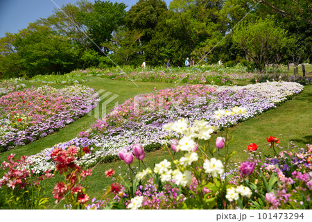 パステルカラーの里山ガーデン春花壇 101473294