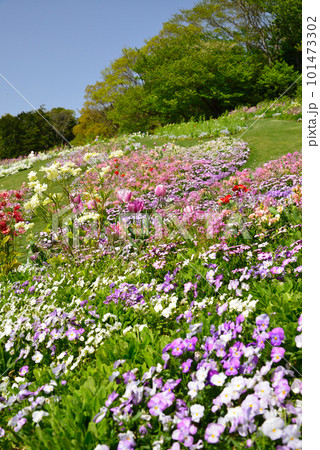 パステルカラーの里山ガーデン春花壇 パステルカラーの里山ガーデン春花壇 101473302