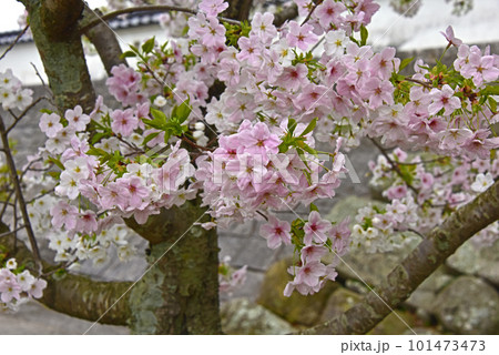 お城と桜　大分県　中津城 101473473