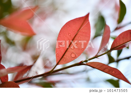 春雨とベニカナメモチ（紅要黐）の若葉 101473505