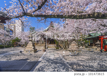 天孫神社　満開の桜の季節（滋賀県大津市） 101473615
