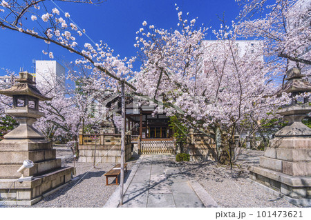 天孫神社　満開の桜の季節（滋賀県大津市） 101473621