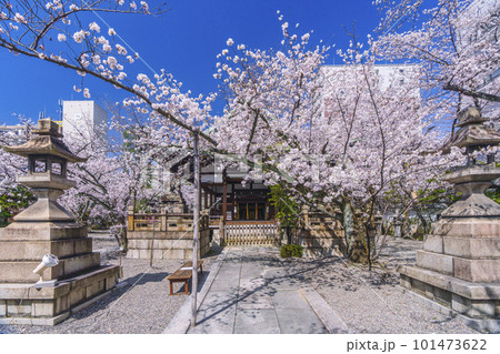 天孫神社　満開の桜の季節（滋賀県大津市） 101473622