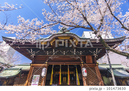 天孫神社　拝殿　満開の桜の季節（滋賀県大津市） 101473630