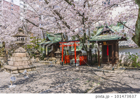 天孫神社 末社・摂社 満開の桜の季節(滋賀県大津市) 天孫神社 末社・摂社 満開の桜の季節(滋賀県大津市) 101473637