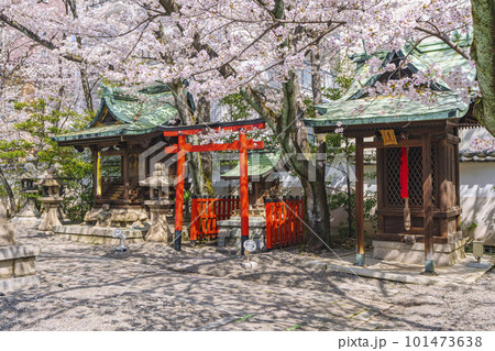 天孫神社　末社・摂社　満開の桜の季節（滋賀県大津市） 101473638