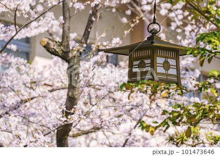 天孫神社　釣燈籠と満開の桜の季節（滋賀県大津市） 101473646
