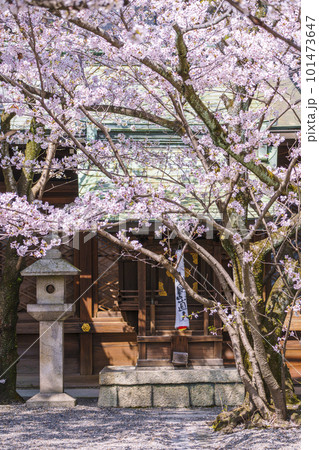 天孫神社　末社・摂社　満開の桜の季節（滋賀県大津市） 101473647