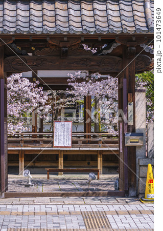 天孫神社　裏門鳥居　満開の桜の季節（滋賀県大津市） 101473649