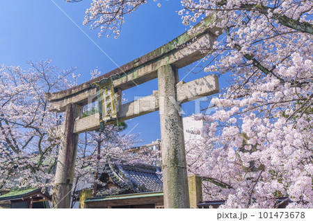 天孫神社　表門鳥居　満開の桜の季節（滋賀県大津市） 101473678
