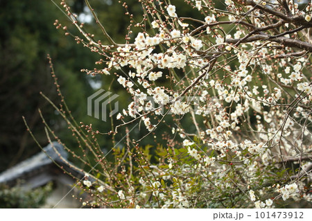 浄瑠璃寺の梅の花 101473912