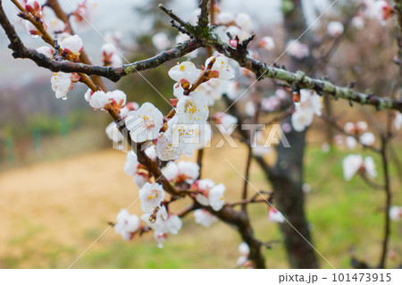 雨に濡れる白梅【北安曇郡池田町】 101473915