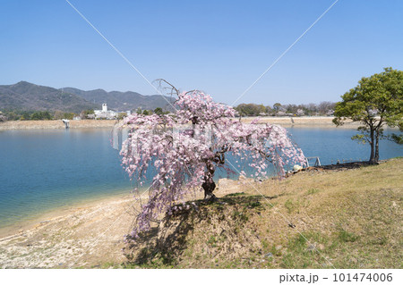 北山貯水池の枝垂れ桜(兵庫県西宮市) 北山貯水池の枝垂れ桜(兵庫県西宮市) 101474006