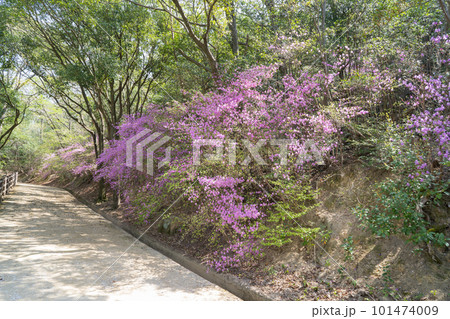 甲山のツツジ（兵庫県立甲山森林公園） 101474009