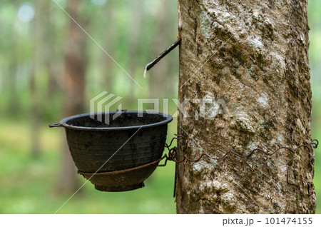 extraction of natural latex. rubber tree plantation. Rubber tree plantation. Rubber tapping in rubber tree garden in Thailand. Natural latex extracted from para rubber plant. 101474155