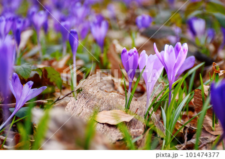 purple crocus blooming among the grass. spring has come concept 101474377
