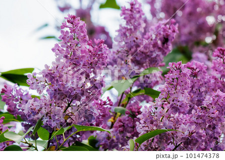 syringa vulgaris blossom in spring. floral nature background 101474378