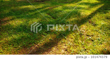 spring green meadow backdrop. grassy outdoor texture 101474379