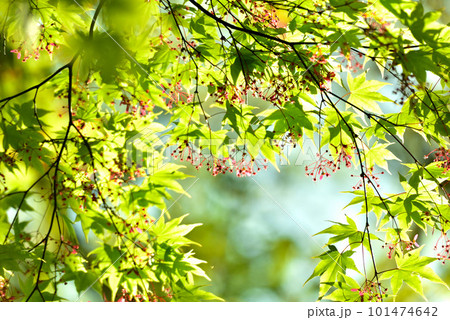 新緑　エコ 101474642