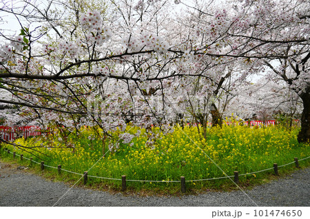 満開の桜と菜の花咲く京都市平野神社の桜苑 満開の桜と菜の花咲く京都市平野神社の桜苑 101474650