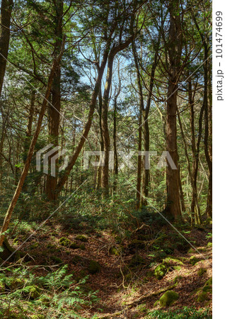 富士山の麓・青木ヶ原樹海の奥深く(森林浴) 富士山の麓・青木ヶ原樹海の奥深く(森林浴) 101474699