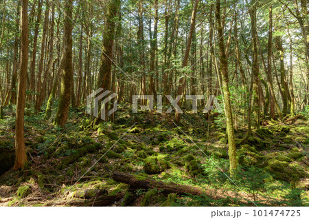 富士山の麓・青木ヶ原樹海の奥深く（森林浴） 101474725