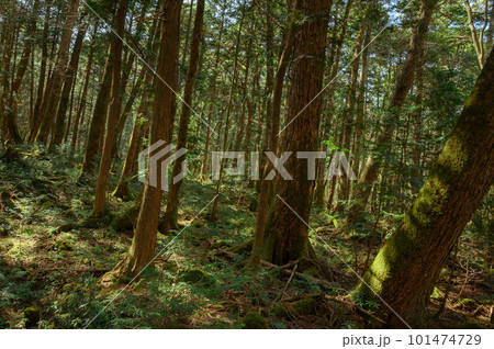 富士山の麓・青木ヶ原樹海の奥深く（森林浴） 101474729