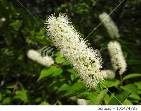 満開のウワミズザクラ(ブラシ状の変わり種桜) 満開のウワミズザクラ(ブラシ状の変わり種桜) 101474735