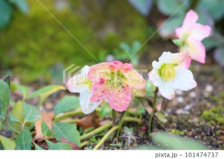 クリスマスローズの花 クリスマスローズの花 101474737