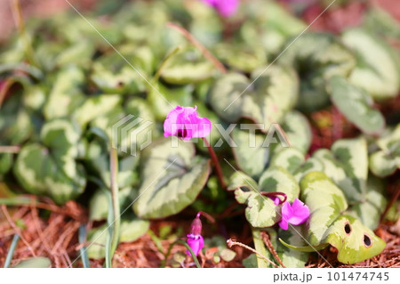 シクラメンの花 コウム シクラメンの花 コウム 101474745
