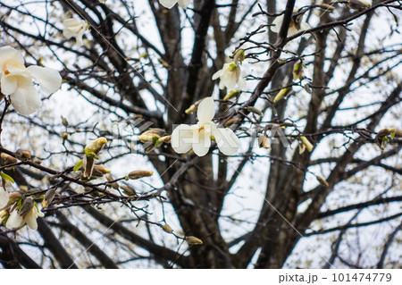雨に濡れるコブシの花【北安曇郡池田町】 101474779