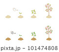 成長していく花の木 101474808