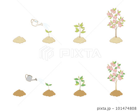 成長していく花の木 101474808