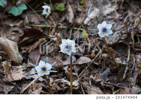可憐な春の訪れ 白い節分草三輪 可憐な春の訪れ 白い節分草三輪 101474904