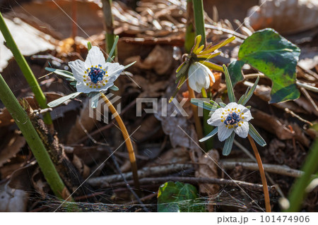 木陰に可憐に咲く節分草 木陰に可憐に咲く節分草 101474906