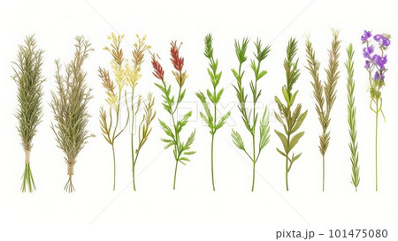 Set of natural field plants, coloured flower...のイラスト素材