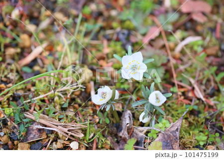セツブンソウの花 セツブンソウの花 101475199